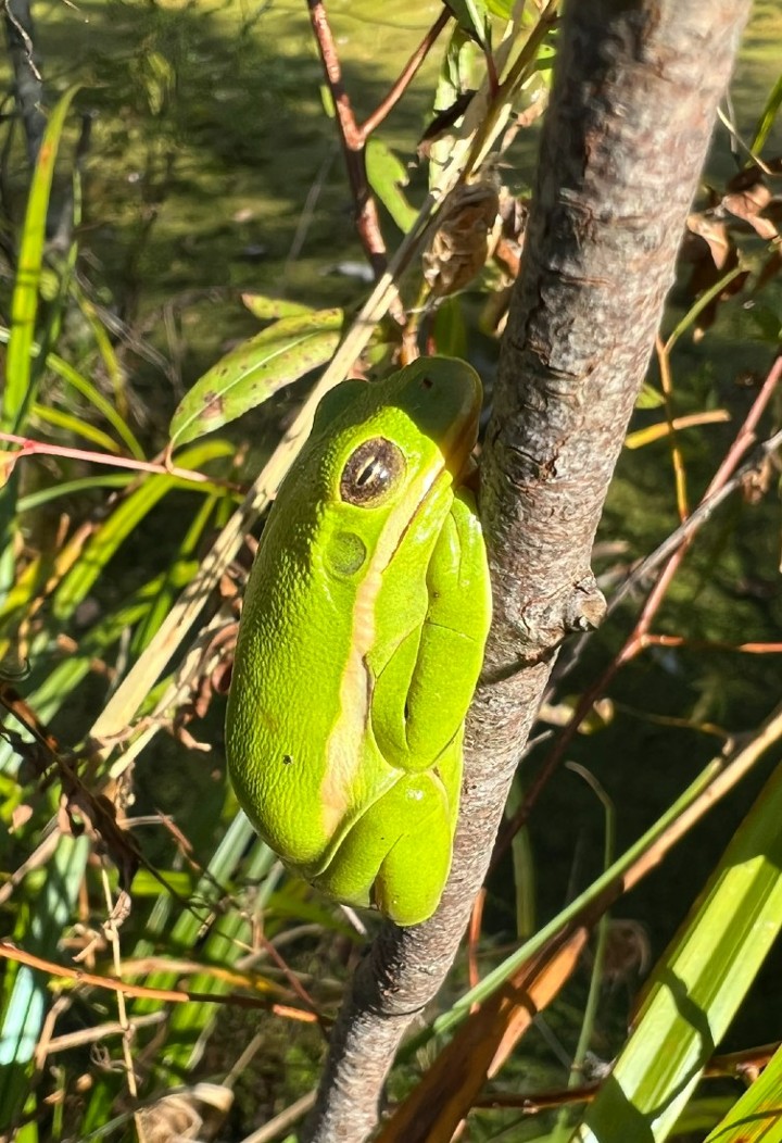 Green Treefrog